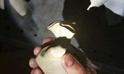 最后生还者重制版烟雾弹怎么获取 烟雾弹获得位置